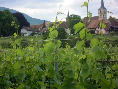 Alsace on kuuluisa viineistään ja viinintuottajakylistään.