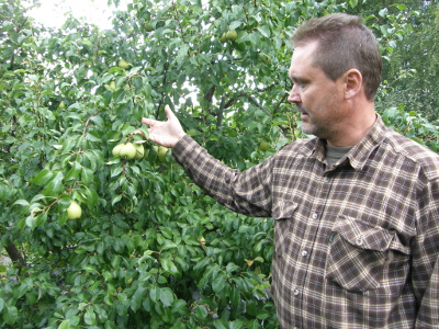 Teppo Kaarsalmi kasvattaa myös päärynälajikkeita. Tshizhovskaja on tuottanut satoa aina Sallan korkeudella saakka.