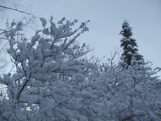 Puut ja pensaat saivat kunnon lumikuorman