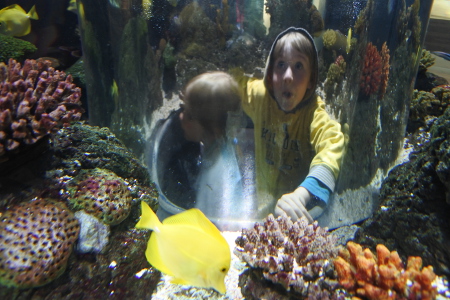 Pienemmät kävijät mahtuvat kuplaan akvaarion keskelle.