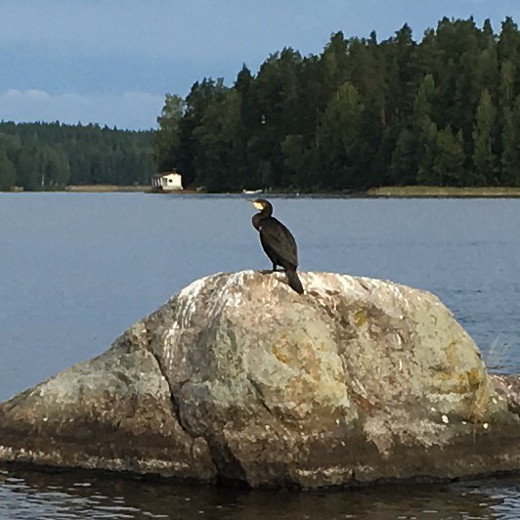 Merimetso antoi kuvata itsensä Ison Rapasalon Valkamanniemen edustalla. Kuva Kaj Nyberg.