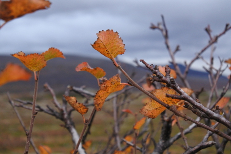 Nämä vaivaiskoivut tiputtivat oransseja lehtiään Skibotnin tien varressa Norjassa.