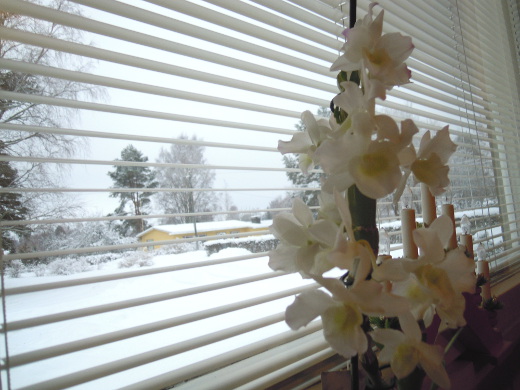 Sama orkidea kukkii anopin ikkunalla jo kolmantena jouluna peräkkäin.