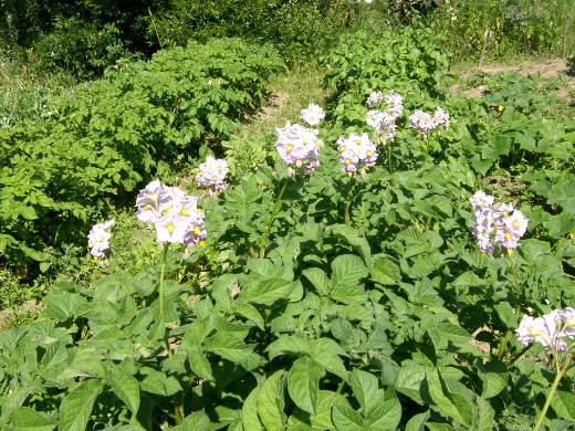 Lemin kirjava kukassa kesällä 2010.